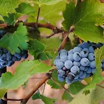 Weingut & Landhotel Can Davero