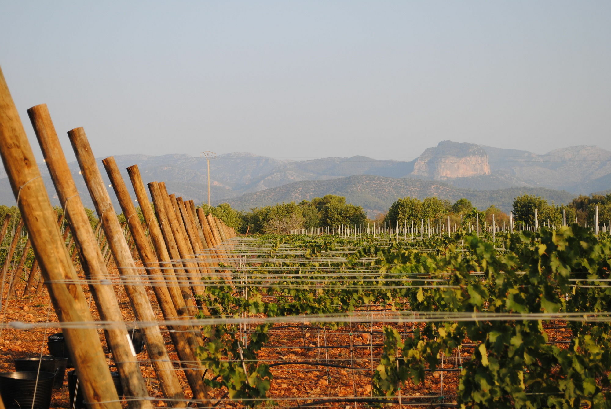 Weingut & Davero Binissalem