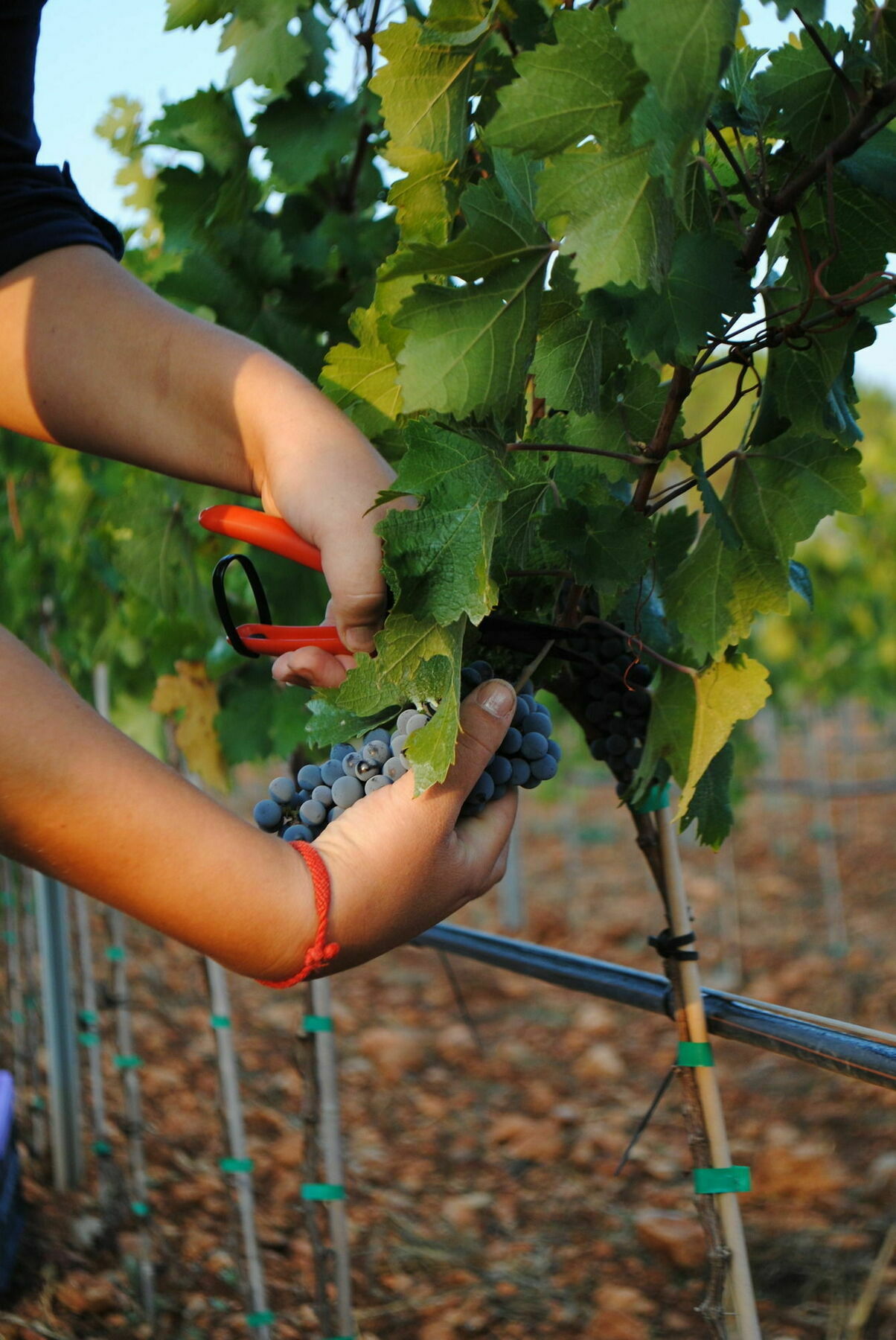 Hotel Weingut & Davero Binissalem